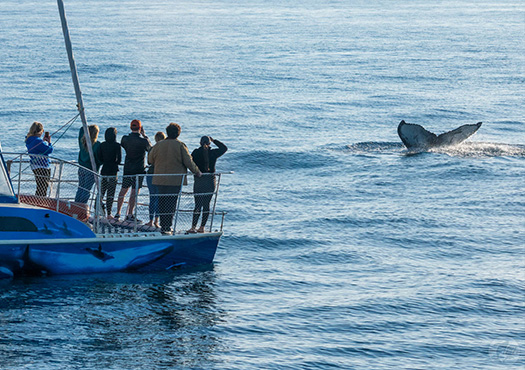 Dolphin & Whale Watching Tour
