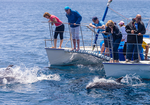 Dolphin & Whale Watching Encounter